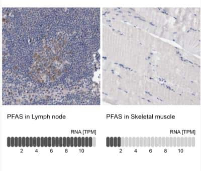 Immunohistochemistry-Paraffin: PURL Antibody [NBP1-84691] - Analysis in human lymph node and skeletal muscle tissues. Corresponding PFAS RNA-seq data are presented for the same tissues.