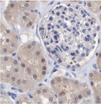 Immunohistochemistry-Paraffin: PURL Antibody [NBP1-84691] - Staining of human kidney using Anti-PFAS.