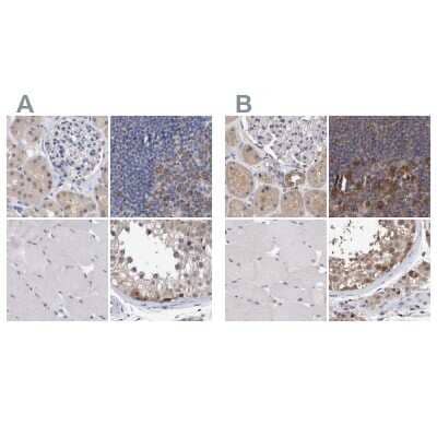 Immunohistochemistry-Paraffin: PURL Antibody [NBP1-84691] - Staining of human kidney, lymph node, skeletal muscle and testis using Anti-PFAS antibody NBP1-84691 (A) shows similar protein distribution across tissues to independent antibody NBP1-84692 (B).