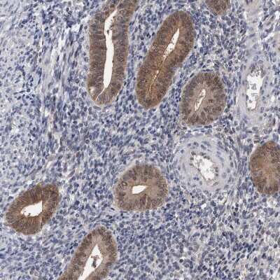 Immunohistochemistry-Paraffin: PURL Antibody [NBP1-84691] - Staining of human endometrium shows weak to moderate cytoplasmic positivity in glandular cells.