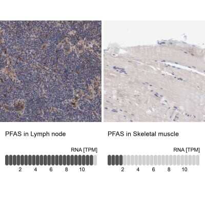 Immunohistochemistry-Paraffin: PURL Antibody [NBP1-84692] - Staining in human lymph node and skeletal muscle tissues using anti-PFAS antibody. Corresponding PFAS RNA-seq data are presented for the same tissues.