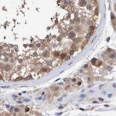 Immunohistochemistry-Paraffin: PURL Antibody [NBP1-84692] - Staining of human testis.