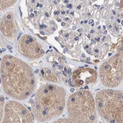 Immunohistochemistry-Paraffin: PURL Antibody [NBP1-84692] - Staining of human kidney.