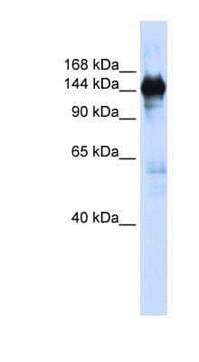 Western Blot: PURL Antibody [NBP1-70692] - Titration: 0.2-1 ug/ml, Positive Control: 293T cell lysate.