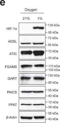 Western Blot: PURL Antibody [NBP1-84691] - Blot showing the effect of hypoxia on the protein expression levels of the purine biosynthetic enzymes. HIF-1 alpha is stabilized in hypoxia as expected, and no significant increase in the purine enzymes was detected between normoxic (21% oxygen) and hypoxic (1% oxygen) growth conditions. The positions of molecular markers surrounding each band of interest are shown for each blot. ADSL (NBP2-03107), ATIC (NBP2-01941), FGAMS (NBP1-84691), GART (H00002618-M01), HIF-1a (NB100-449), PAICS (NBP2-02817), PPAT (NBP2-02056). Image collected and cropped by CiteAb from the following publication (//pubmed.ncbi.nlm.nih.gov/32439803/) licensed under a CC-BY license.