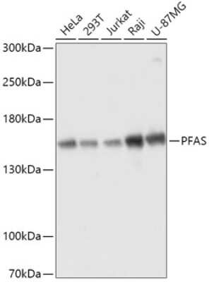 Western Blot: PURL Antibody [NBP2-94134] - Analysis of extracts of various cell lines, using PURL at 1:3000 dilution. Secondary antibody: HRP Goat Anti-Rabbit IgG (H+L) at 1:10000 dilution. Lysates/proteins: 25ug per lane. Blocking buffer: 3% nonfat dry milk in TBST. Detection: ECL Basic Kit . Exposure time: 1s.