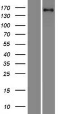 Western Blot: PURL Overexpression Lysate (Adult Normal) [NBP2-10354] Left-Empty vector transfected control cell lysate (HEK293 cell lysate); Right -Over-expression Lysate for PURL.