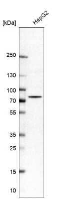 Western Blot: PUS10 Antibody [NBP2-48941] - Analysis in human cell line HepG2.