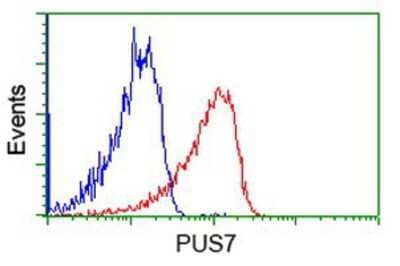 Flow Cytometry: PUS7 Antibody (5F12) [NBP2-03112] - Analysis of Jurkat cells, using anti-PUS7 antibody, (Red), compared to a nonspecific negative control antibody (Blue).