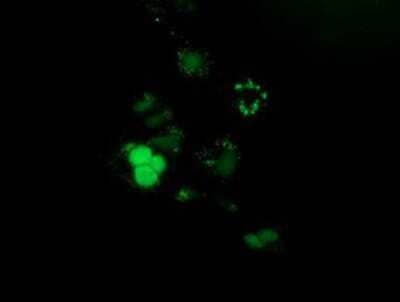 Immunocytochemistry/Immunofluorescence: PUS7 Antibody (5F12) [NBP2-03112] - Staining of COS7 cells transiently transfected by pCMV6-ENTRY PUS7.