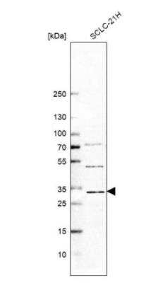 Western Blot: PUSL1 Antibody [NBP1-81876] - Analysis in human cell line SCLC-21H.