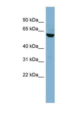 Western Blot: PVRL3 Antibody [NBP1-59519] - HT1080 cell lysate, concentration 0.2-1 ug/ml.