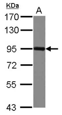 Western Blot: PVRL3 Antibody [NBP2-20013] - Sample (30 ug of whole cell lysate) A: THP-1 7. 5% SDS PAGE gel, diluted at 1:10000.