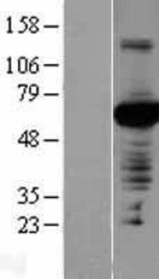 Western Blot Nectin-4/PVRL4 Overexpression Lysate
