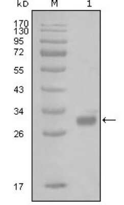 Western Blot: PWAR1 Antibody (6A7H10) [NBP2-37677] - Analysis using PAR1 mouse mAb against truncated GST-PAR1 recombinant protein (1).