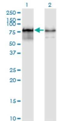 Western Blot PWP1 Antibody (3A11)