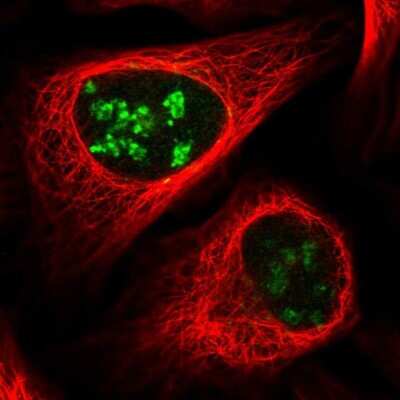 Immunocytochemistry/Immunofluorescence: PWP1 Antibody [NBP2-58751] - Staining of human cell line U-2 OS shows localization to nucleoli & the Golgi apparatus.