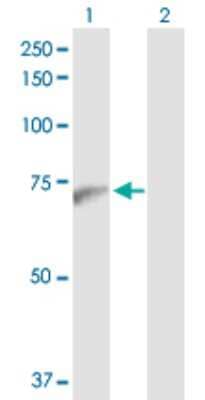 Western Blot: PWP1 Antibody [H00011137-D01P] - Analysis of PWP1 expression in transfected 293T cell line by PWP1 polyclonal antibody.Lane 1: PWP1 transfected lysate(55.90 KDa).Lane 2: Non-transfected lysate.