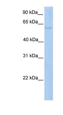 Western Blot: PWP1 Antibody [NBP1-79378] - HepG2 cell lysate, concentration 0.2-1 ug/ml.