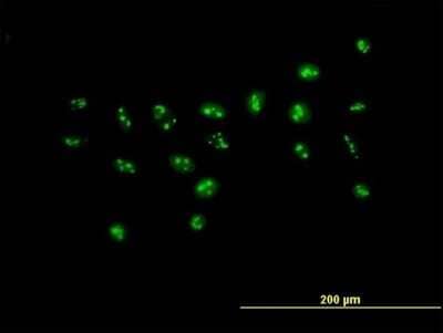 Immunocytochemistry/Immunofluorescence: PWP2H Antibody [H00005822-B01P] - Analysis of purified antibody to PWP2H on HeLa cell. (antibody concentration 10 ug/ml)