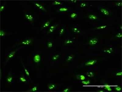 Immunocytochemistry/Immunofluorescence: PWP2H Antibody [H00005822-D01P] - Analysis of antibody to PWP2 on HeLa cell. Antibody concentration 10 ug/ml.