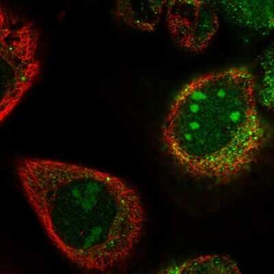 Immunocytochemistry/ Immunofluorescence PWP2H Antibody