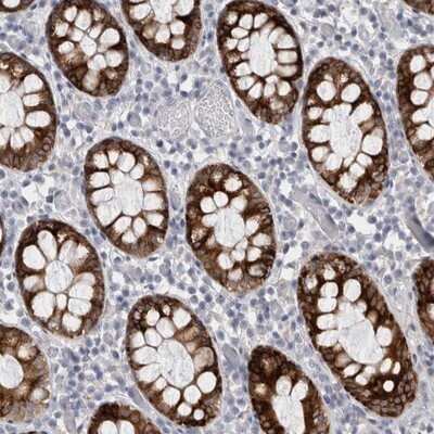 Immunohistochemistry-Paraffin PWP2H Antibody