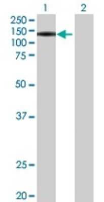Western Blot: PWP2H Antibody [H00005822-B01P] - Analysis of PWP2 expression in transfected 293T cell line by PWP2 polyclonal antibody.  Lane 1: PWP2H transfected lysate(101.09 KDa). Lane 2: Non-transfected lysate.