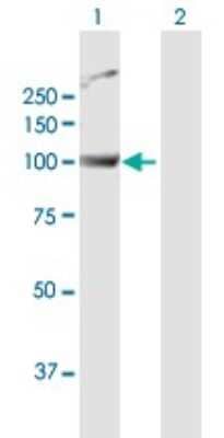 Western Blot: PWP2H Antibody [H00005822-D01P] - Analysis of PWP2 expression in transfected 293T cell line by PWP2 polyclonal antibody.Lane 1: PWP2 transfected lysate(102.50 KDa).Lane 2: Non-transfected lysate.