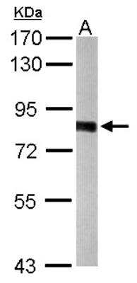 Western Blot: PWP2H Antibody [NBP1-31966] - Sample (50 ug of whole cell lysate) A: Mouse liver 7. 5% SDS PAGE; antibody diluted at 1:5000.