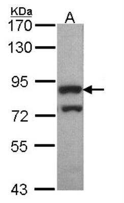 Western Blot: PWP2H Antibody [NBP1-31966] - Sample (30 ug of whole cell lysate) A: Hep G2 7. 5% SDS PAGE; antibody diluted at 1:1000.