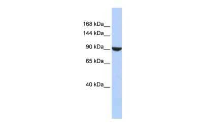 Western Blot: PWP2H Antibody [NBP1-52844] - Reccomended Titration: 0.2 - 1 ug/ml ELISA Titer: 1:62500 Positive Control: HepG2 cell lysate
