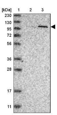 Western Blot PWP2H Antibody