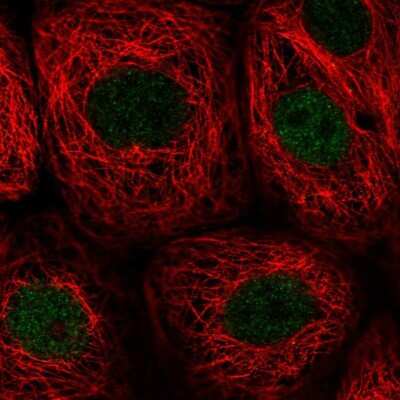 Immunocytochemistry/Immunofluorescence: PWWP2B Antibody [NBP2-58277] - Staining of human cell line MCF7 shows localization to nucleoplasm. Antibody staining is shown in green.