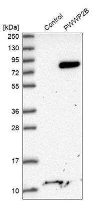 Western Blot: PWWP2B Antibody [NBP1-88764] - Analysis in control (vector only transfected HEK293T lysate) and PWWP2B over-expression lysate (Co-expressed with a C-terminal myc-DDK tag (~3.1 kDa) in mammalian HEK293T cells).