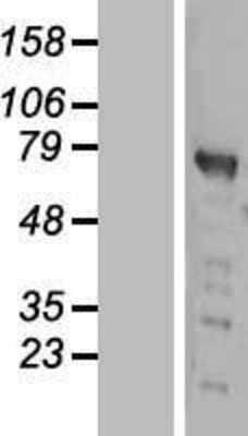 Western Blot: PWWP2B Overexpression Lysate (Adult Normal) [NBL1-15011] Left-Empty vector transfected control cell lysate (HEK293 cell lysate); Right -Over-expression Lysate for PWWP2B.