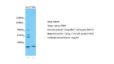 Western Blot: PXDN Antibody [NBP2-84231] - Host: Rabbit. Target: PXDN. Positive control (+): MCF7 (N10). Negative control (-): THP-1 (N30). Antibody concentration: 3ug/ml