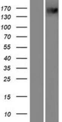 Western Blot PXDN Overexpression Lysate