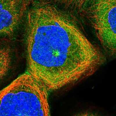 Immunocytochemistry/ Immunofluorescence PXK Antibody