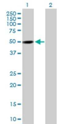 Western Blot: PXK Antibody [H00054899-B01P] - Analysis of PXK expression in transfected 293T cell line by PXK polyclonal antibody.  Lane 1: PXK transfected lysate(49.5 KDa). Lane 2: Non-transfected lysate.