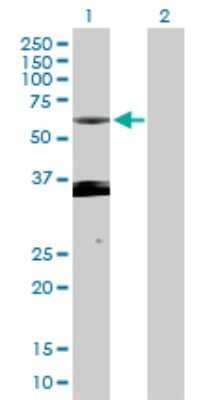 Western Blot: PXK Antibody [H00054899-D01P] - Analysis of PXK expression in transfected 293T cell line by PXK polyclonal antibody.Lane 1: PXK transfected lysate(51.80 KDa).Lane 2: Non-transfected lysate.