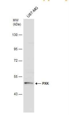 Western Blot: PXK Antibody [NBP1-33230] - Whole cell extract (30 ug) was separated by 7.5% SDS-PAGE, and the membrane was blotted with PXK antibody [N2C2], Internal diluted at 1:500. The HRP-conjugated anti-rabbit IgG antibody (NBP2-19301) was used to detect the primary antibody.