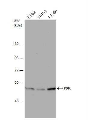 Western Blot: PXK Antibody [NBP1-33230] - Various whole cell extracts (30 ug) were separated by 7.5% SDS-PAGE, and the membrane was blotted with PXK antibody [N2C2], Internal  diluted at 1:1000.