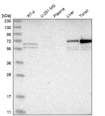 Western Blot PXK Antibody