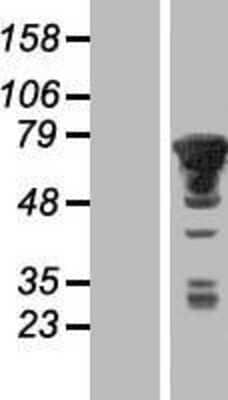 Western Blot: PXK Overexpression Lysate (Adult Normal) [NBP2-06918] Left-Empty vector transfected control cell lysate (HEK293 cell lysate); Right -Over-expression Lysate for PXK.