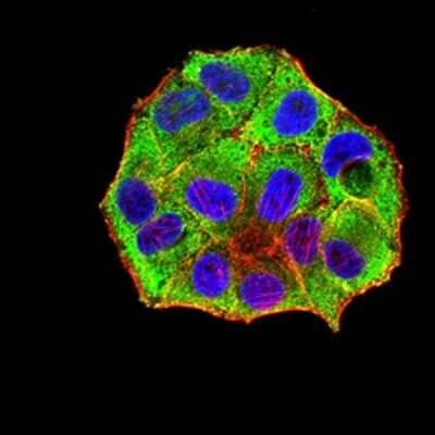 Immunocytochemistry/Immunofluorescence: PXR/NR1I2 Antibody (1D12G1) [NBP2-61816] - Analysis of Hela cells using NR1I2 mouse mAb (green). Blue: DRAQ5 fluorescent DNA dye. Red: Actin filaments have been labeled with Alexa Fluor- 555 phalloidin.  Goat anti-Mouse IgG (H+L) DyLight 488 Secondary antibody was used. 