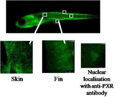 Immunohistochemistry: PXR/NR1I2 Antibody (V11P4G11/E7) [NBP2-50519] - Staining of PXR using clone V11P4G11 E7 on whole-mount zebrafish embryo