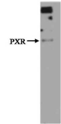 Western Blot: PXR/NR1I2 Antibody (V11P4G11/E7) [NBP2-50519] - Detection of PXR.