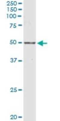 Western Blot: PXR/NR1I2 Antibody [H00008856-B01P] - Analysis of NR1I2 expression in rat liver.