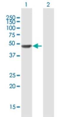 Western Blot: PXR/NR1I2 Antibody [H00008856-B01P] - Analysis of NR1I2 expression in transfected 293T cell line by NR1I2 polyclonal antibody.  Lane 1: NR1I2 transfected lysate(47.74 KDa). Lane 2: Non-transfected lysate.